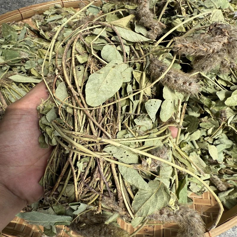 狸尾草煲汤煮水泡茶喝250克/500克