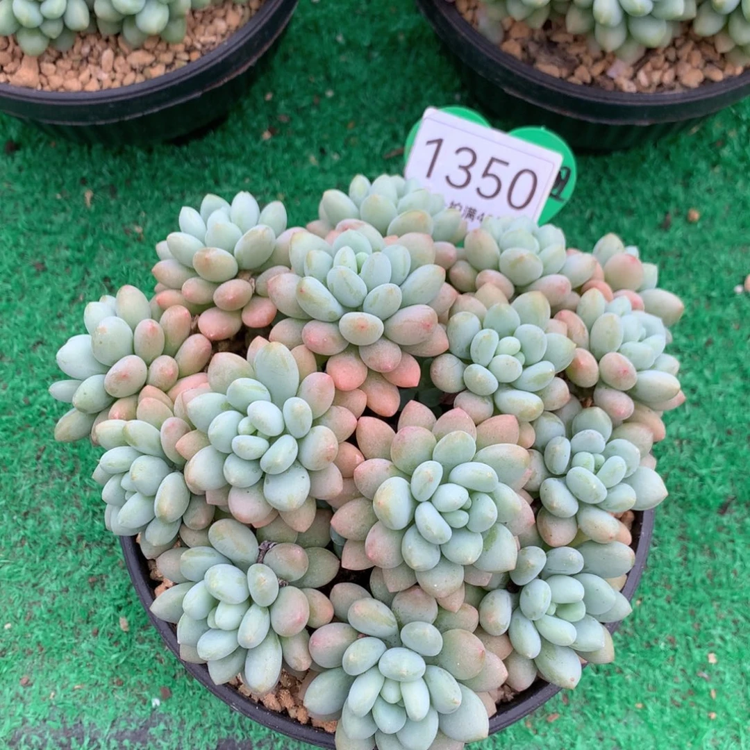 洛可可无砍平头1350