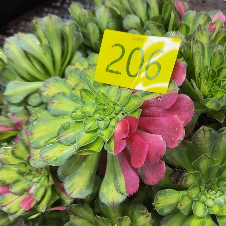 哈哈多肉葡萄福利206