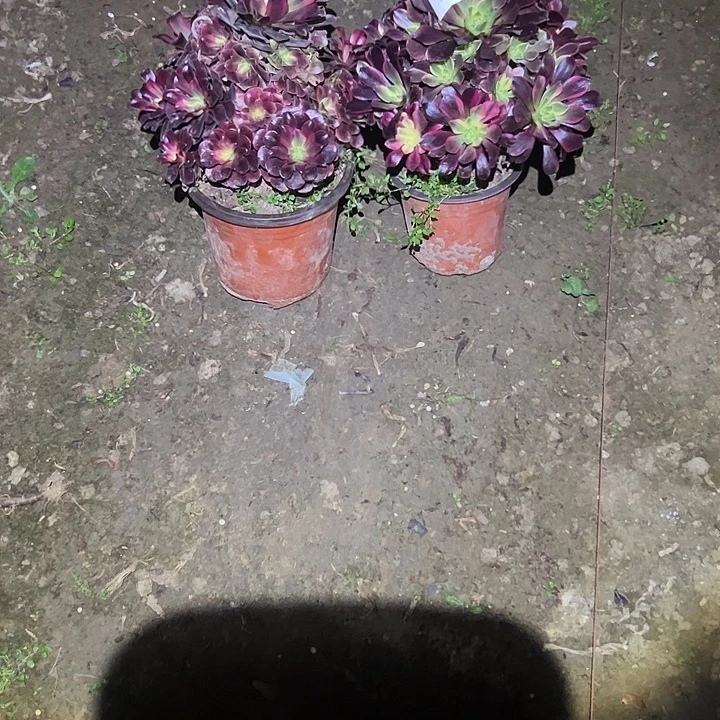 不包侧枝一物一拍76