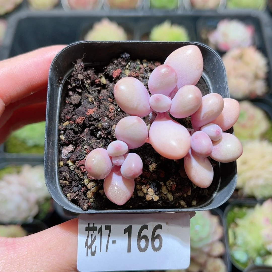 花利美17-166桃蛋