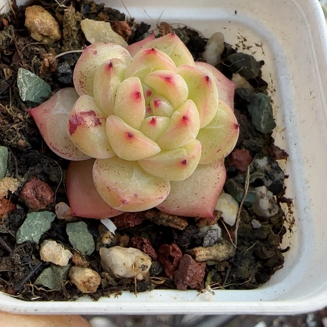 多肉小卡拉米糖心一物一拍