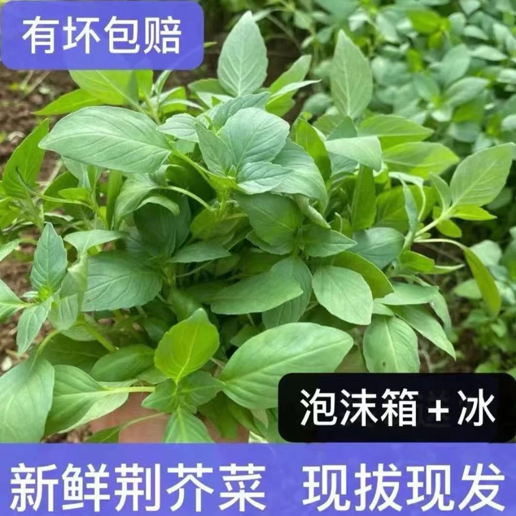 河南特色菜新鲜蔬菜大叶荆芥整颗带跟现摘现发坏烂包赔