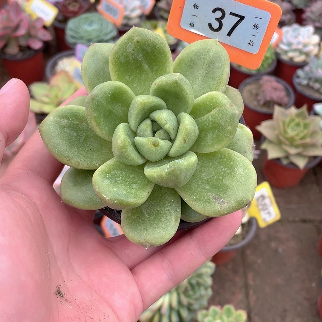 巧***玲37号多肉植物盆栽
