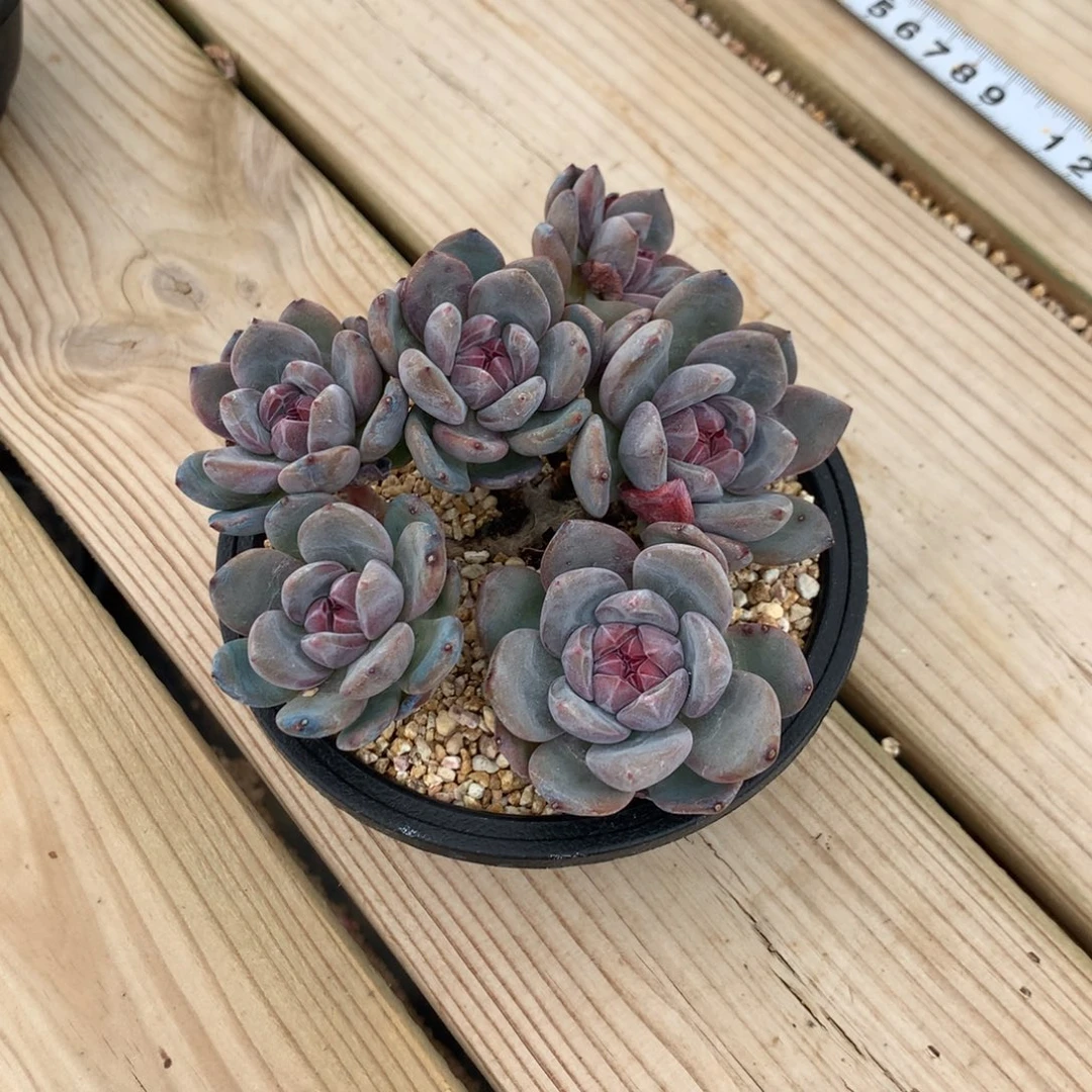 用***73757突尼斯发货多肉