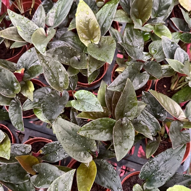 铜叶合果芋室内绿植好养