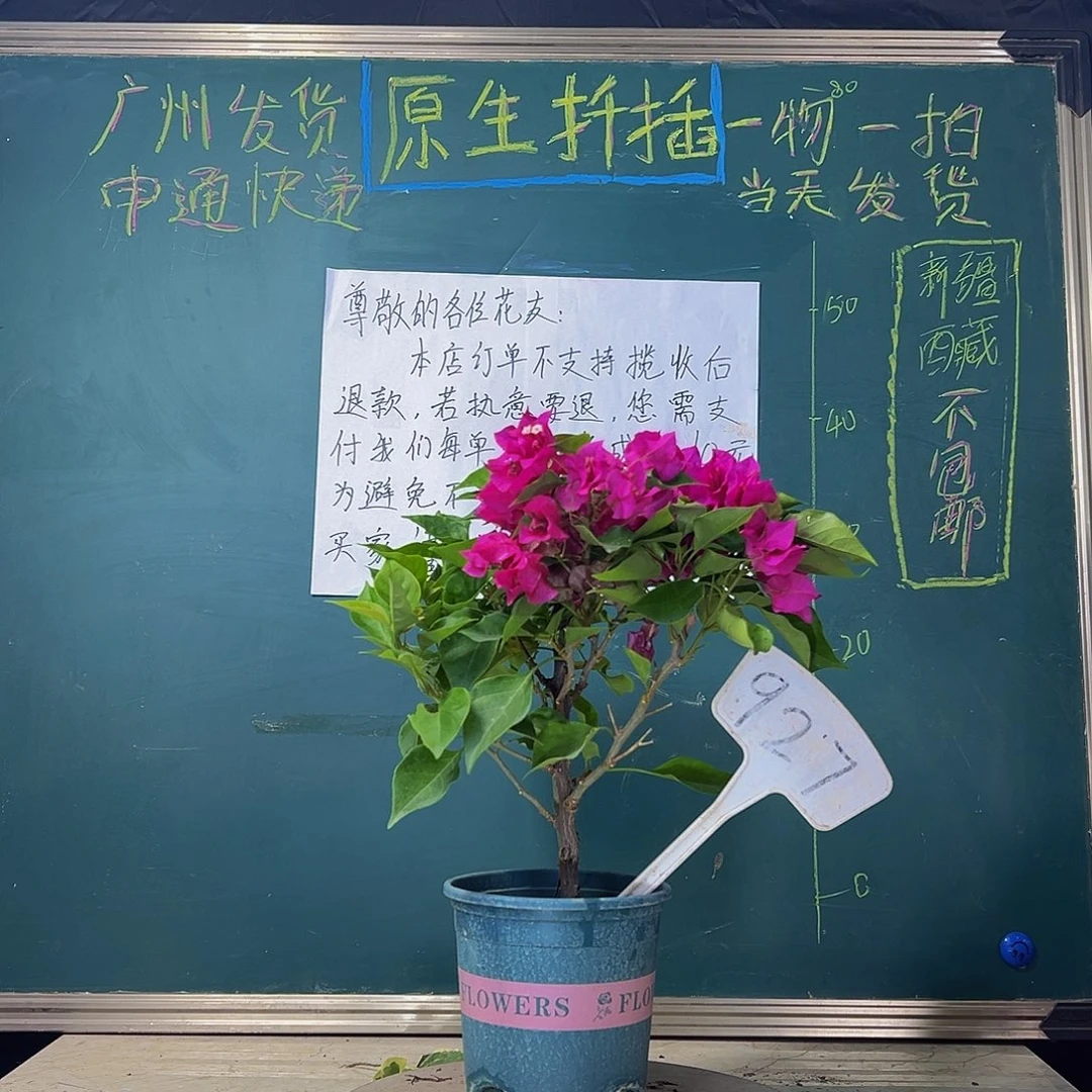 当前无花栽培后可以开花  菲菲娜  927