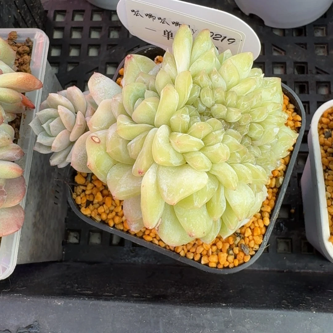 大**子0219-03-0编号缀一颗