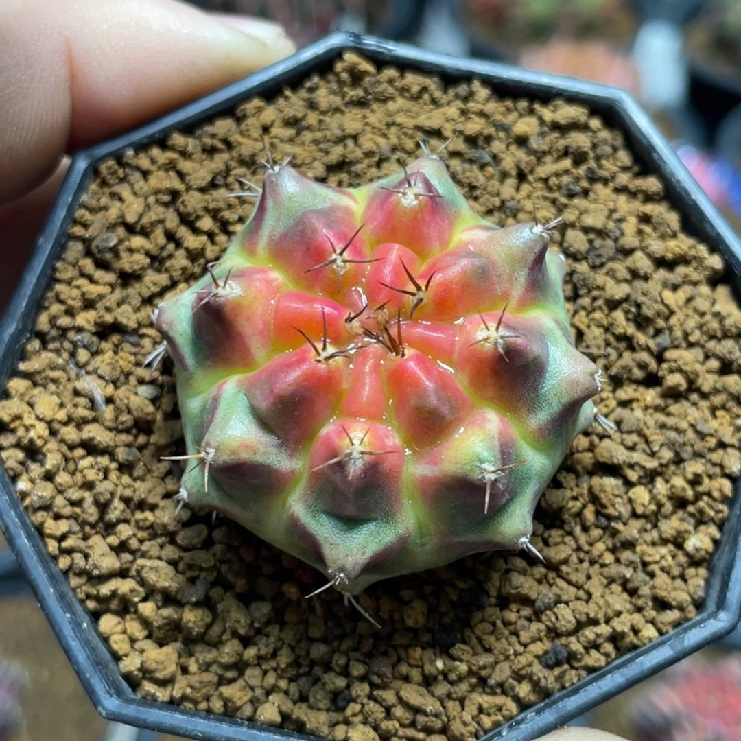 当前无花朵，栽培后可花朵粉红派