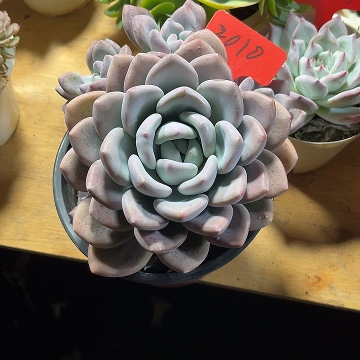 心***怡0000000000000000002010