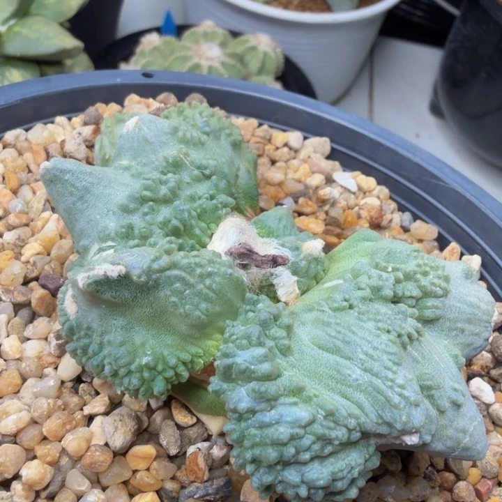 3个河豚连体外星怒