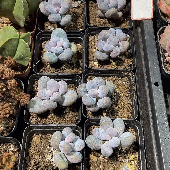 5.5方奶酪到盆土发货
