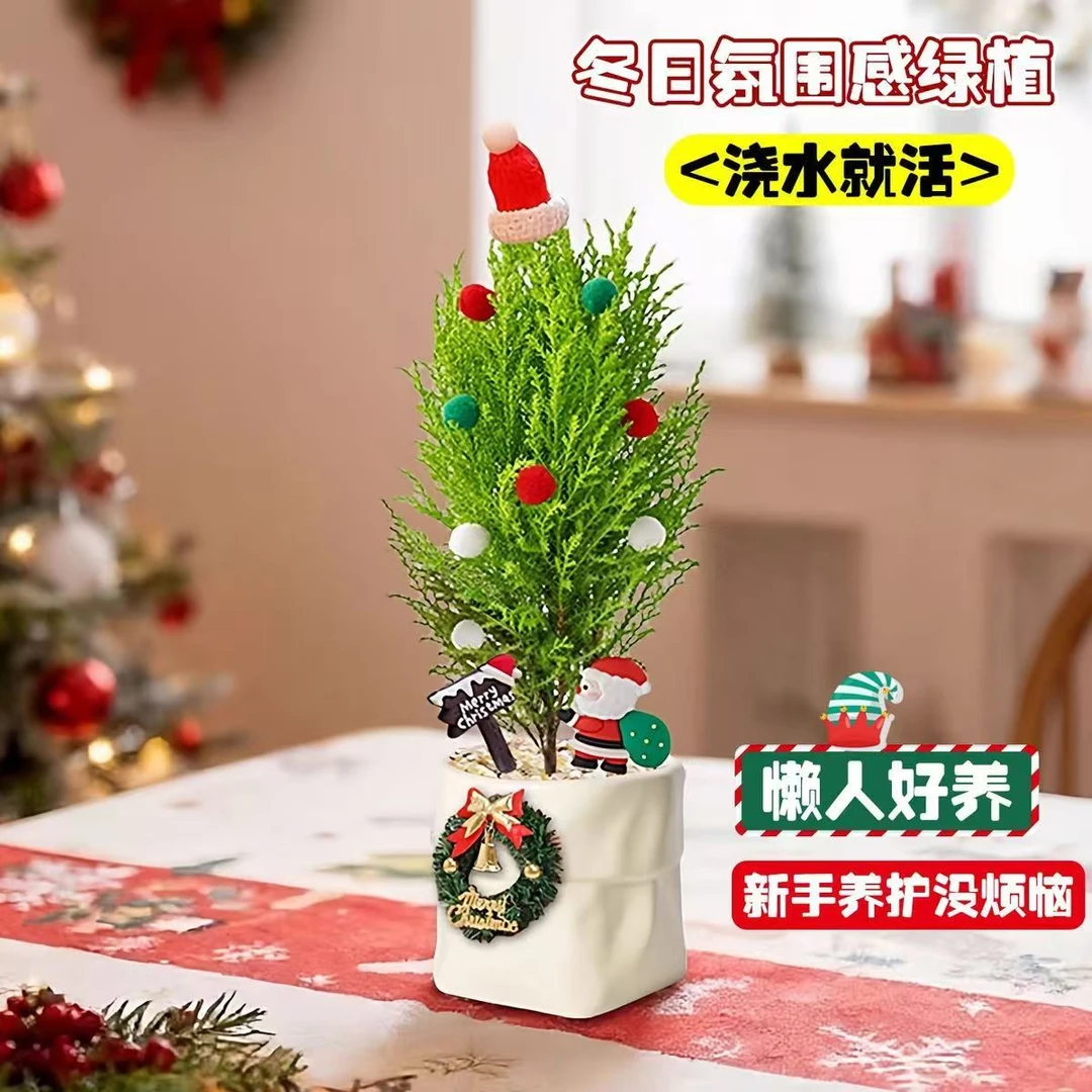 香松盆栽圣诞树室内客厅办公室桌面绿植送女友学生圣诞节礼物好养