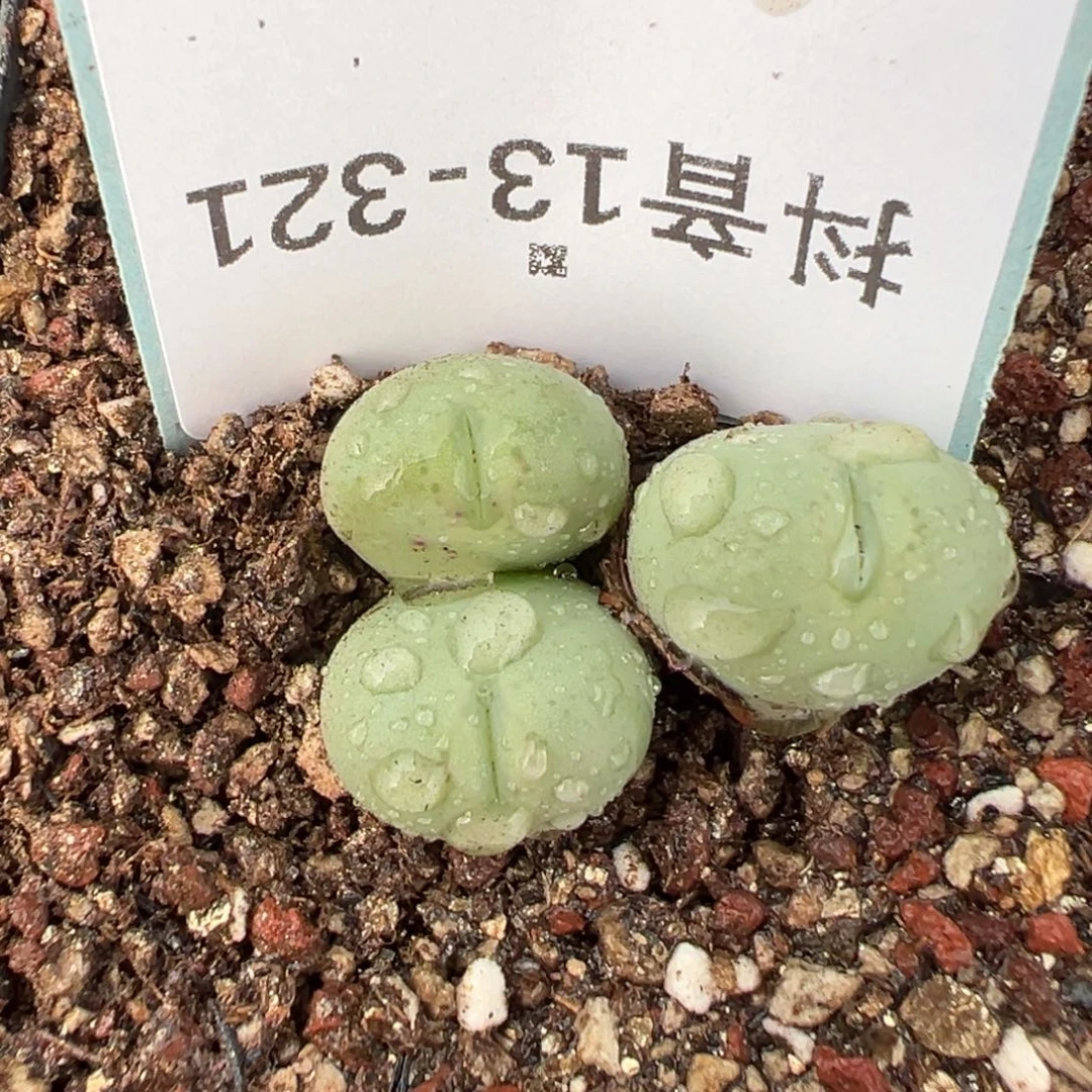 13-321鸭嘴兽多肉植物