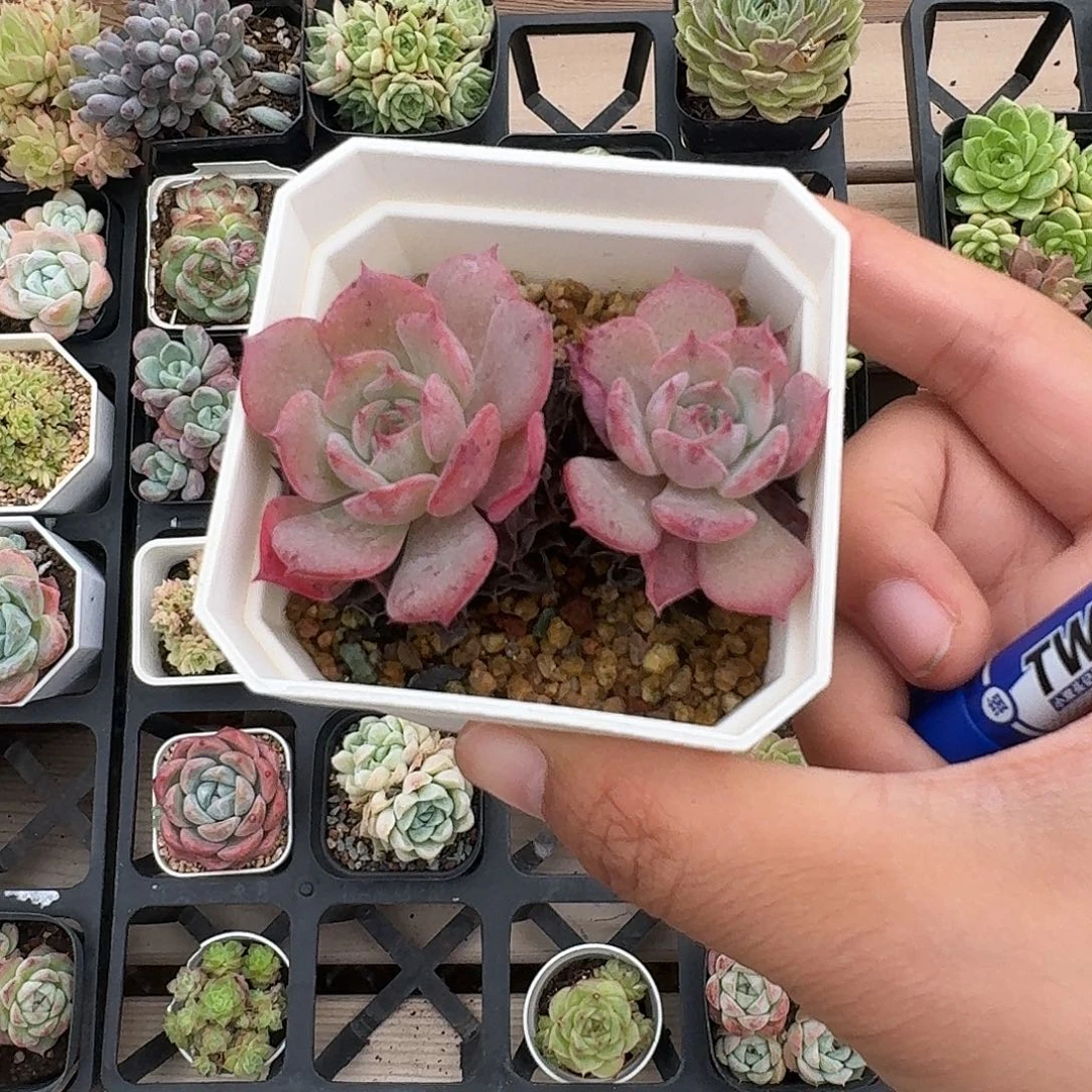 m***kmilkkkkkkkkk专拍