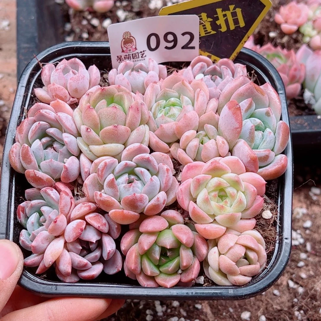 多肉植物多肉植物
