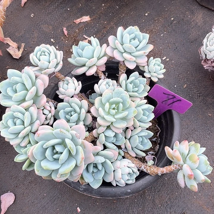 晨语多肉，一物一拍，冷香