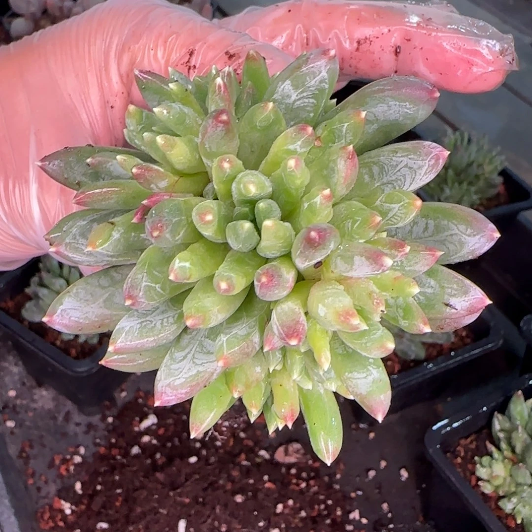 从前慢多肉编号炫彩星小群