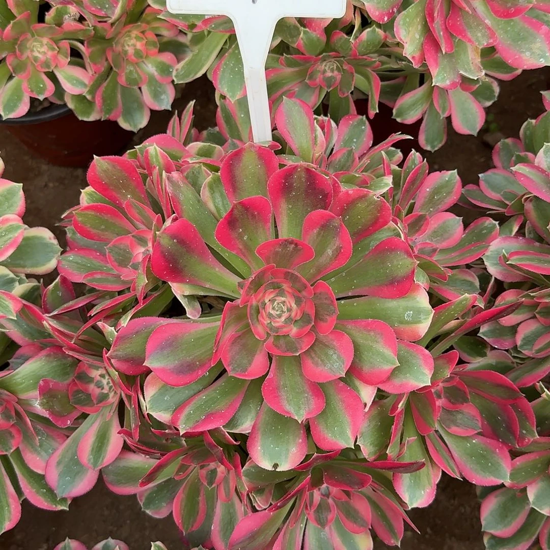 4-128粉女郎多肉法师多肉