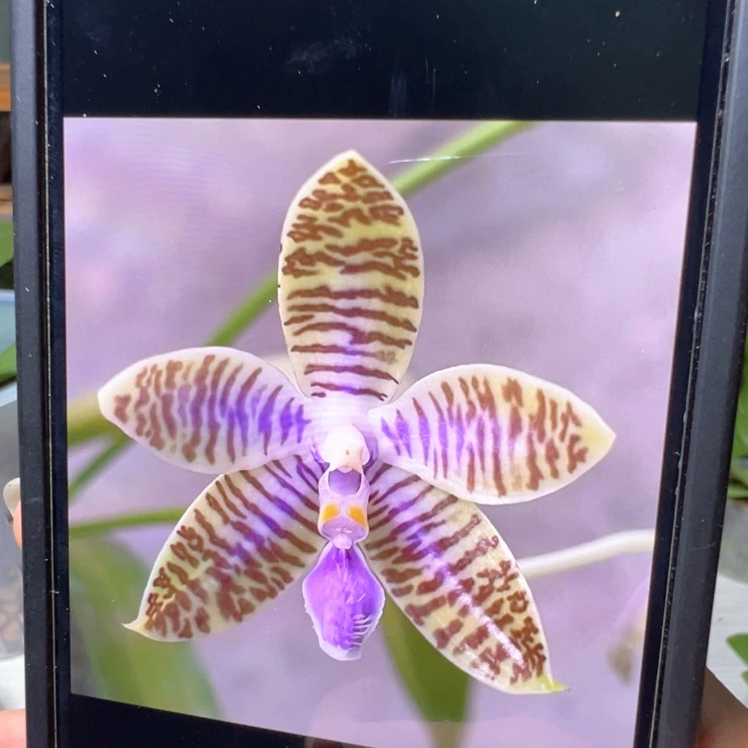 当前无花栽培后可以开花蓝路德