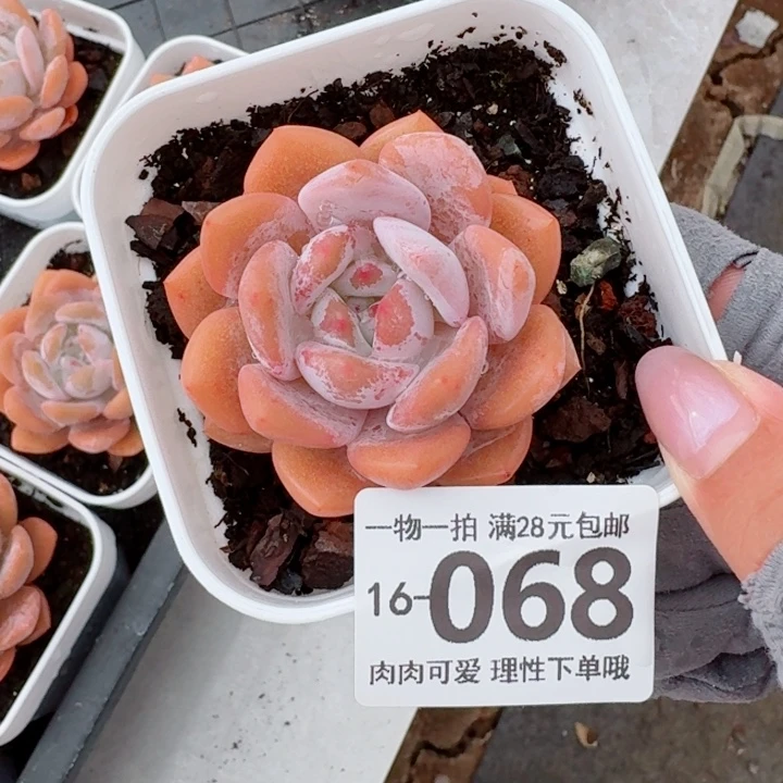 奶盖多肉无盆土发货多肉多