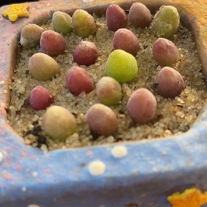 园艺小宝辉1颗。