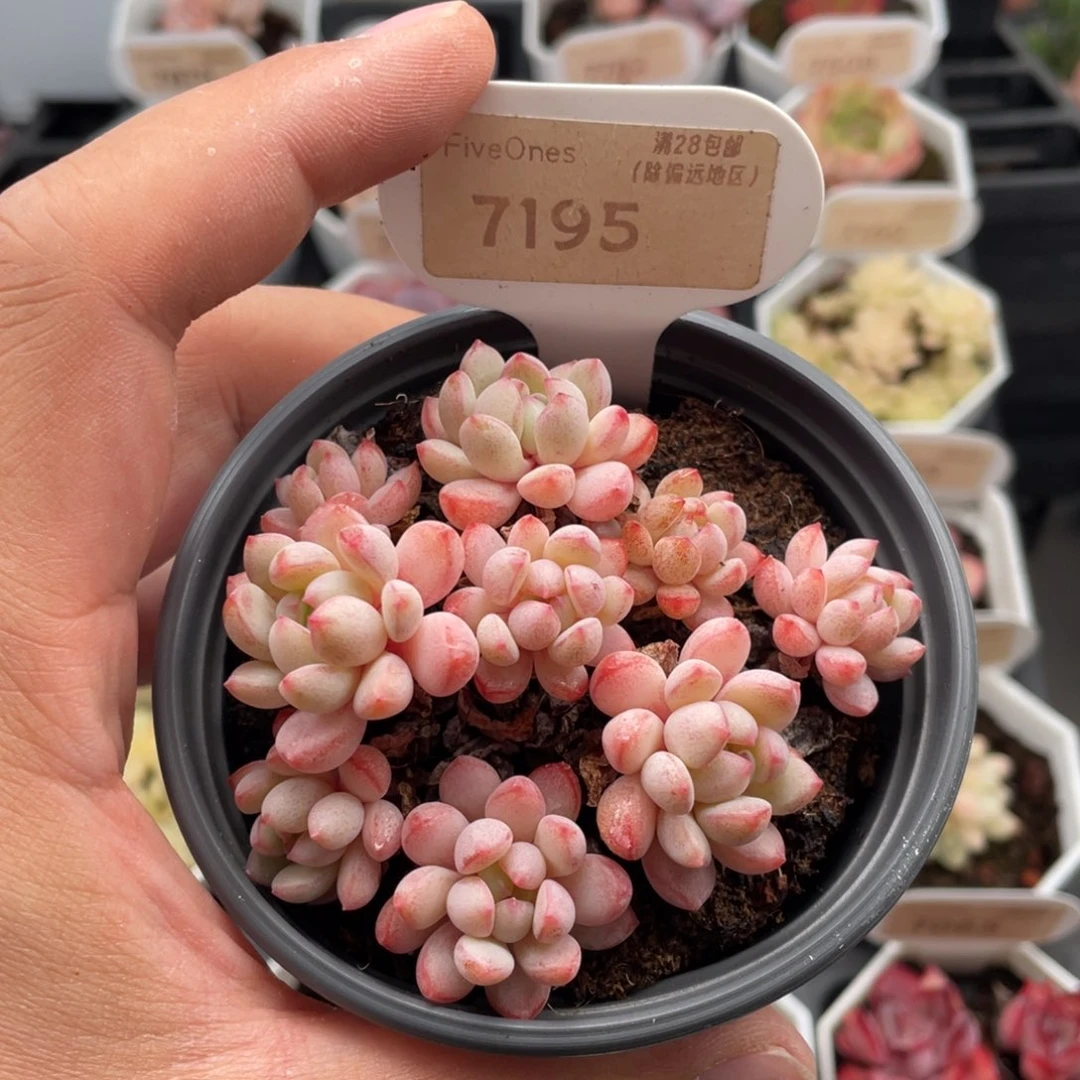 小红蛋7195-8厘米