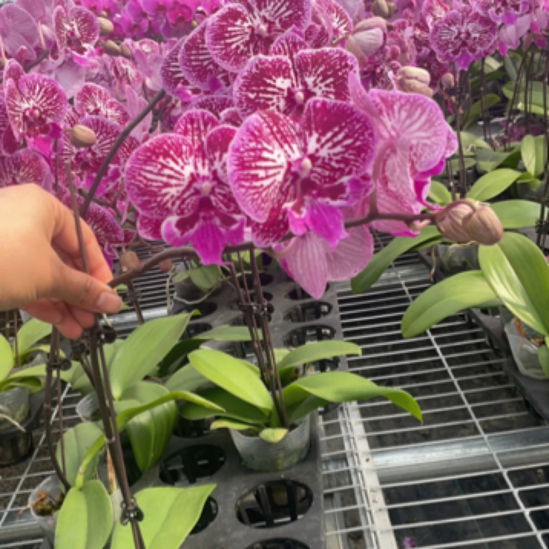 七彩鱼2.8小苗仅是苗