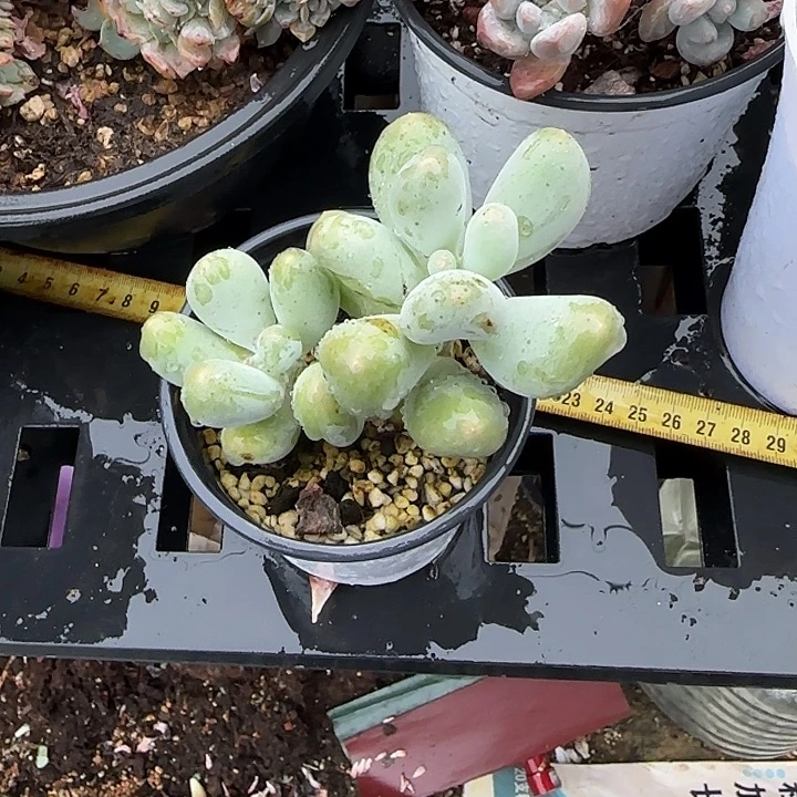 青蛙王子儿童牙膏套装11