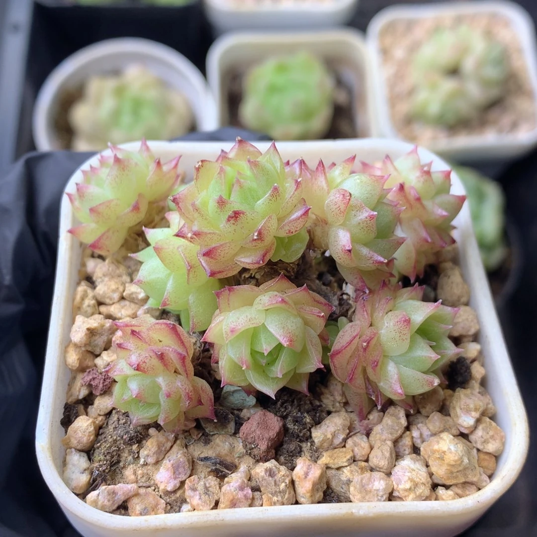58包邮  群生不包整 9
