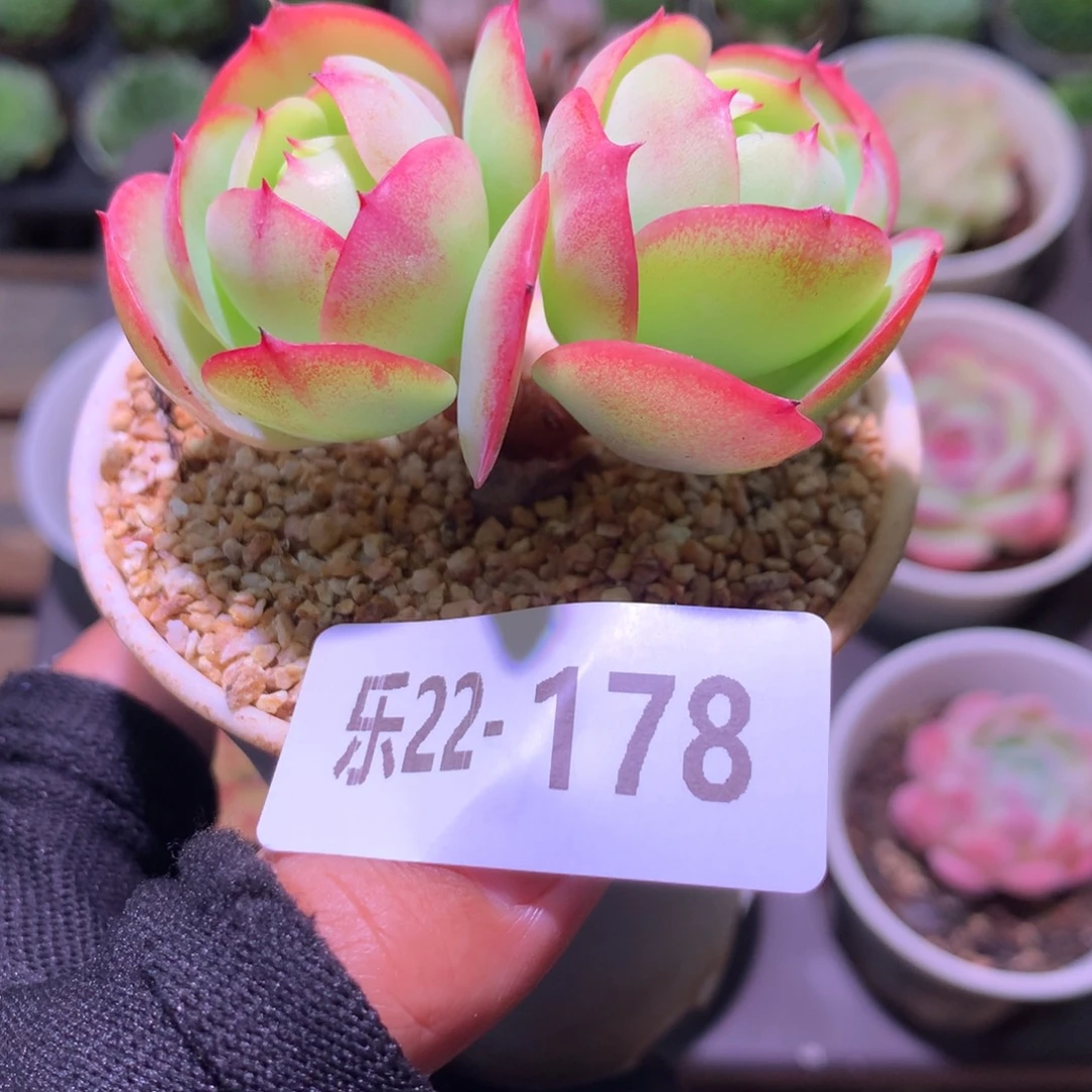 乐然22-178 桃花石