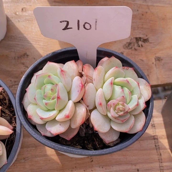 温***?多肉植物，开心多肉