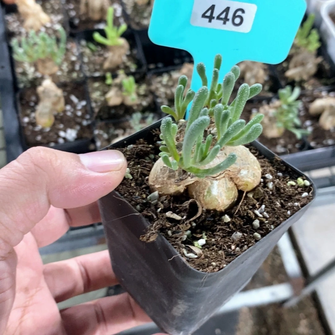 蛋清霜多肉植物一个