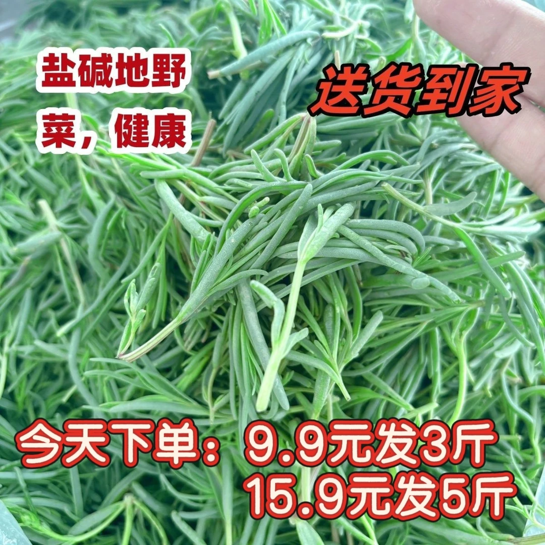 新鲜发货鲜嫩黄须菜火锅食材现挖野菜可凉拌