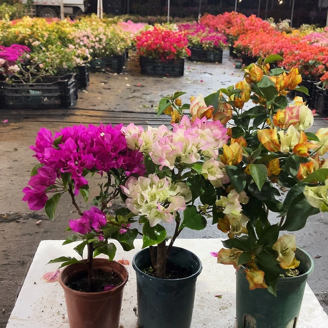 大部分花苞少量开放菲菲娜，绿樱，浅彩虹