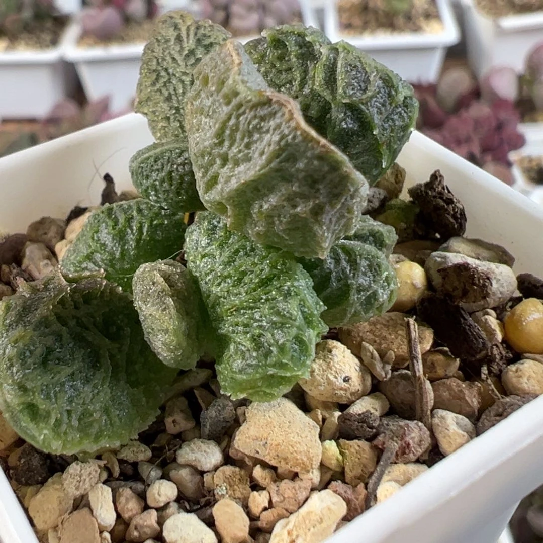 茶 大鱼海棠多肉水泡植物