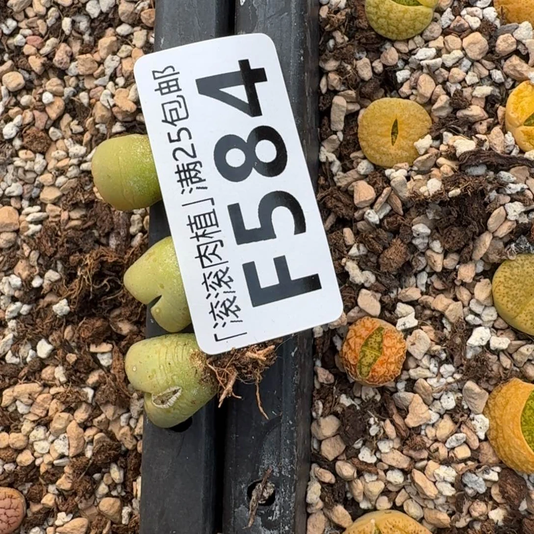 坏****F584岛田黄绿大津绘