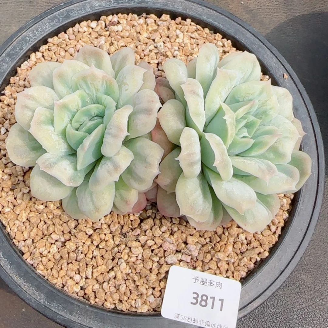 泡泡纱裙,3811多肉植物