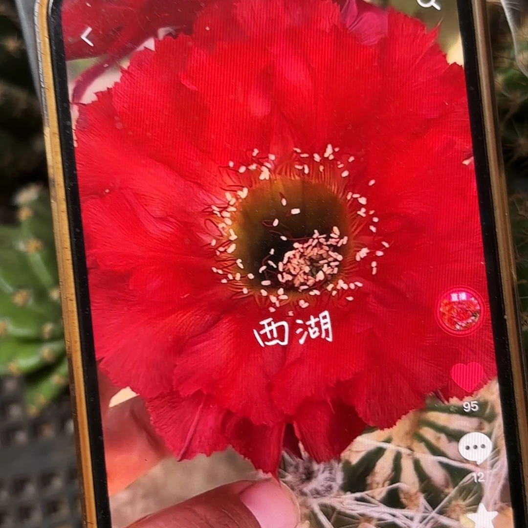 16-100彩彩无根侧牙四公分18