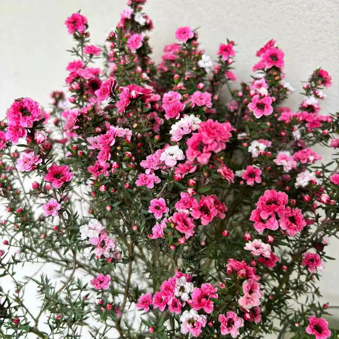 【澳洲松红梅 】耐寒，带花苞，一花三色，好养室内外都好养