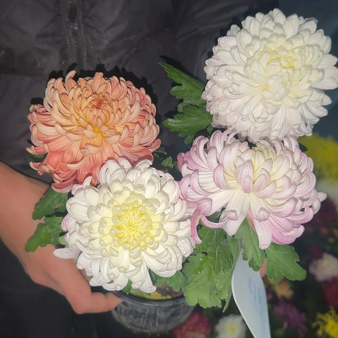 全部花朵G111111111111