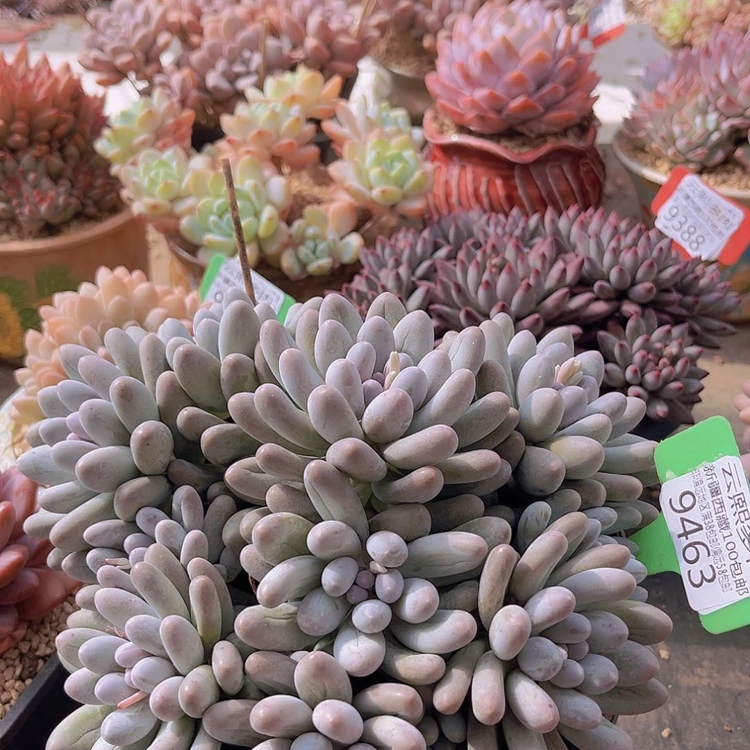 9463汤圆多肉植物