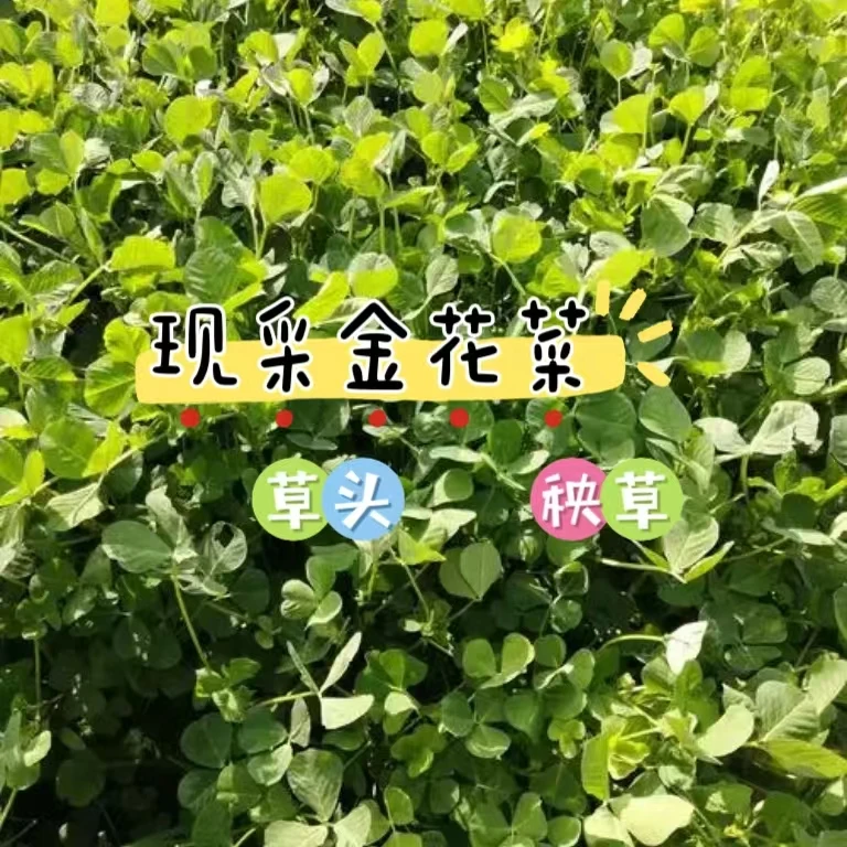【现采农家草头】金花菜秧草香糯好吃