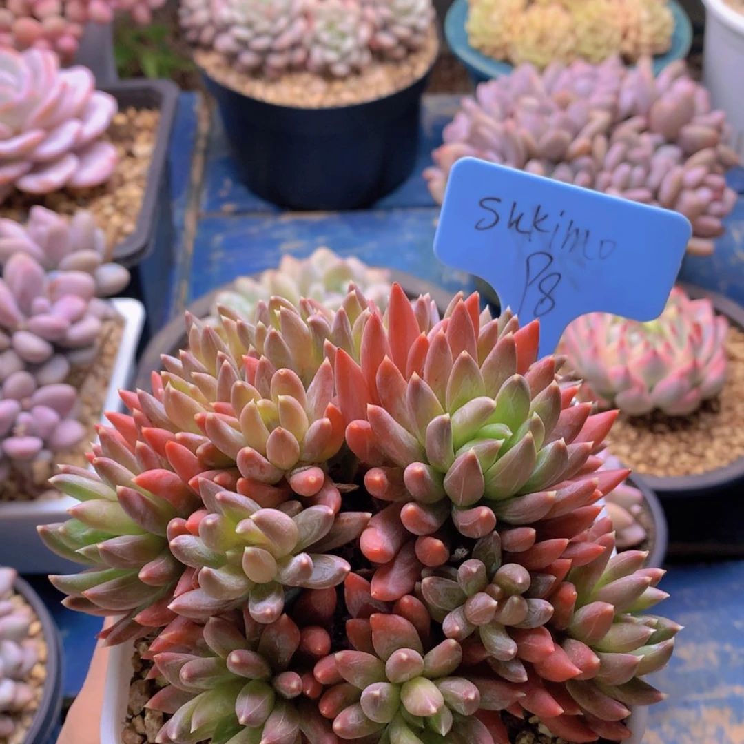 我家的小姐姐们都是我的小可爱