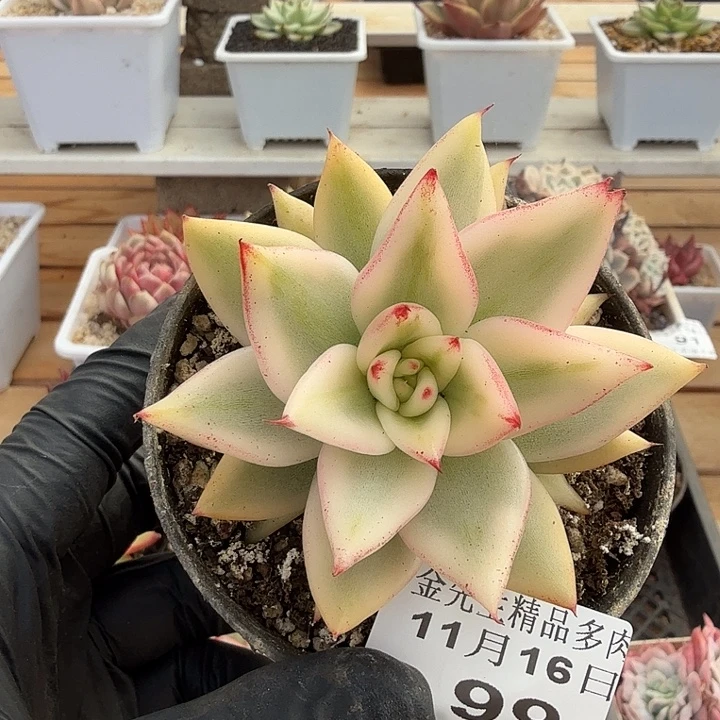 1116-99涂杆玛丽亚锦