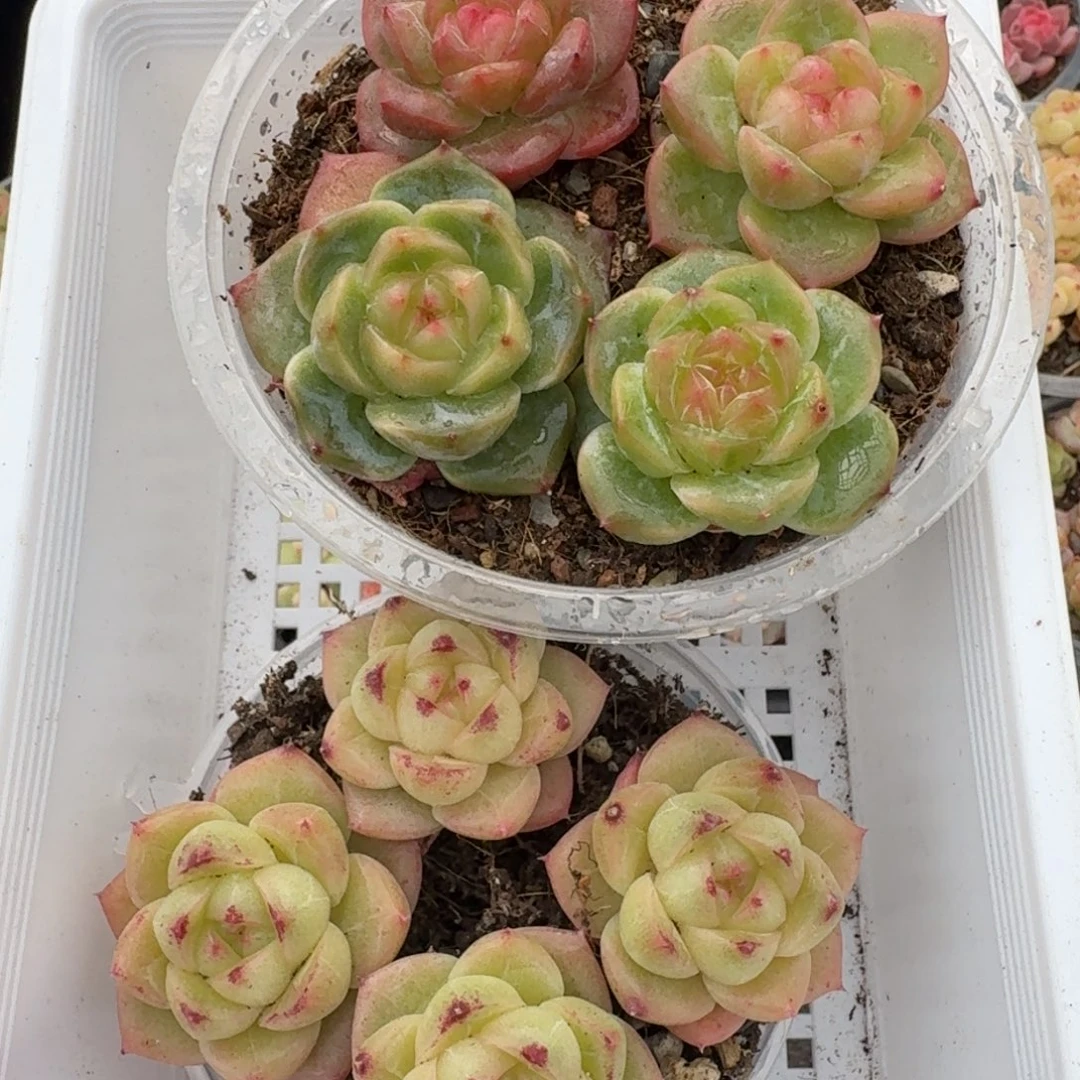 一物一拍一物一拍1102-225