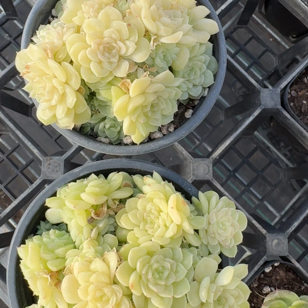 1229-010-麦秆不包整带盆土一颗量拍