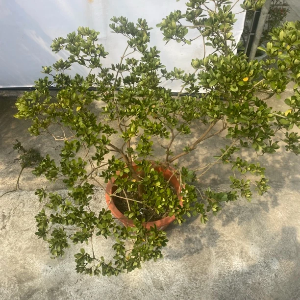 裕华杜鹃珊瑚彩牡丹