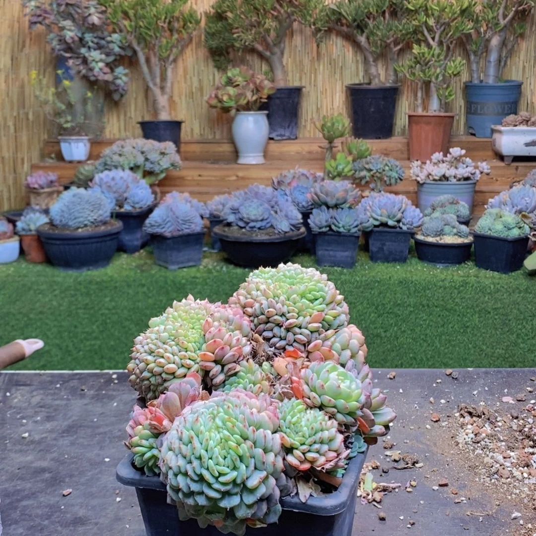 花****熊36号号白胖子缀化