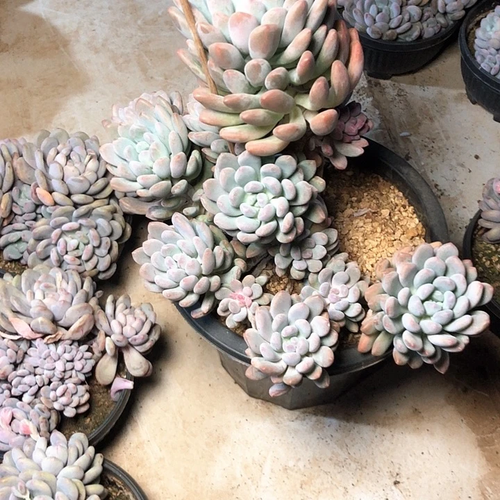 L**.50////////////////